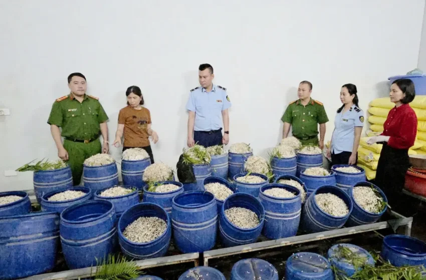  Bắt tạm giam 2 chủ cơ sở sản xuất giá đỗ bằng hóa chất cấm