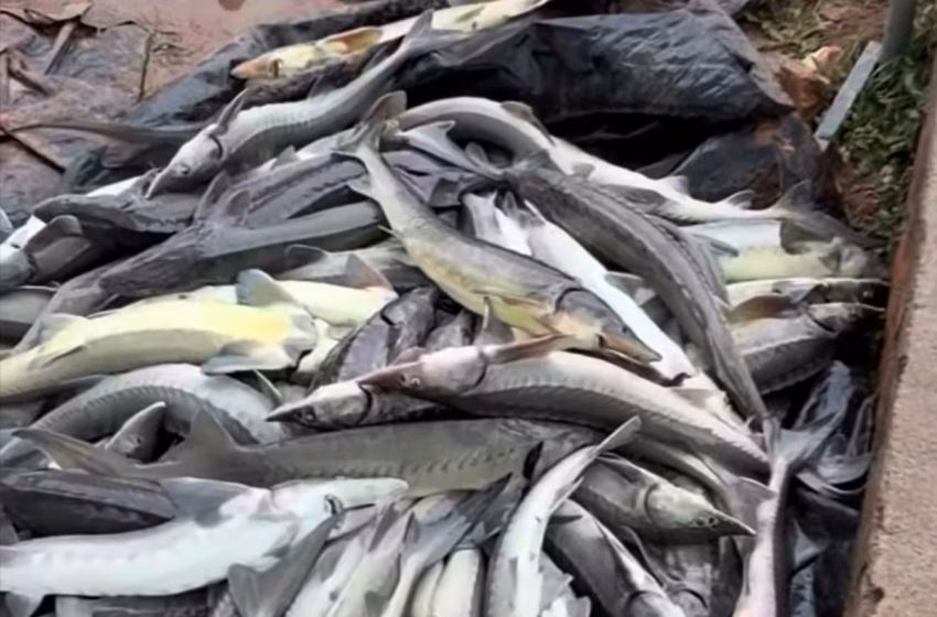  Chàng trai trẻ khóc nghẹn khi hơn 30 tấn cá tầm chết trắng hồ